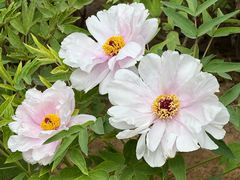 -洛阳市隋唐城遗址植物园