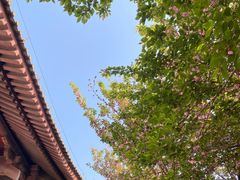-西安青龙寺遗址景区