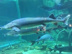 -华夏文旅海洋公园