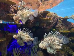 -上海海洋水族馆