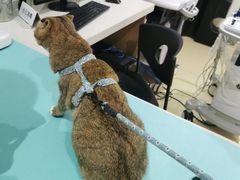 -艾贝尔宠物医院·24H转诊中心·肿瘤猫专科(江宁双龙店)
