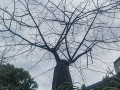 -中国科学院华南植物园