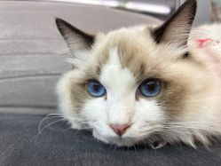 -Hair Code芭曲发型