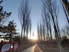 -大兴滨河森林公园