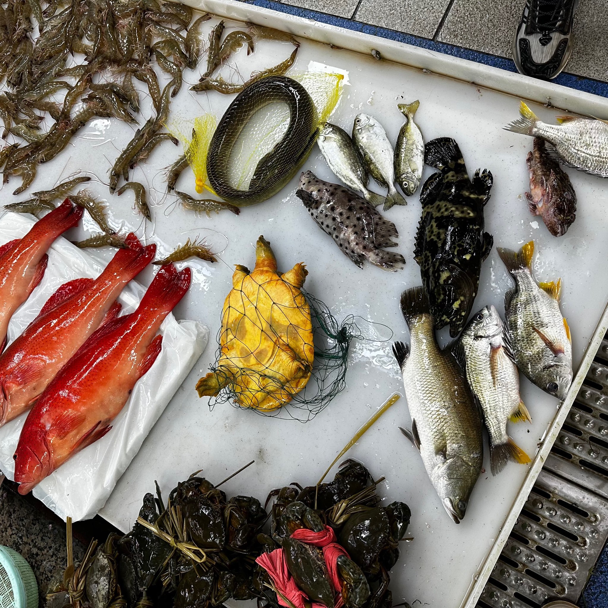 🔥珠海海鲜市场