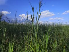 -野鸭湖国家湿地公园