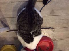 海边的猫和咖啡馆-海边的猫和咖啡馆