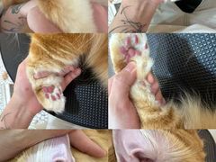 -momokira米努特·德文卷毛猫·棉花面纱犬
