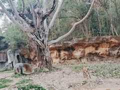 -清迈夜间动物园