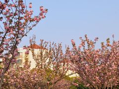 -高东镇樱花园