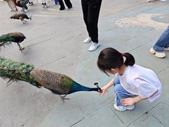 -西双版纳原始森林公园