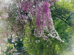 -深圳国际园林花卉博览园