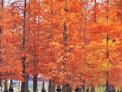 -白鹭湾湿地公园