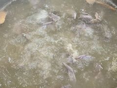 -鸽鸟轩(石岐店)