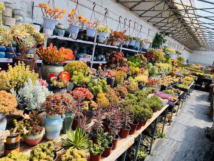 无意间发现家附近的的轻风多肉大棚,真是惊喜连连,有空我就会去逛逛