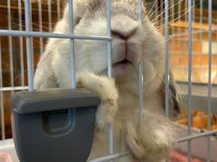 -more than meow吴止猫主题餐厅(承德 中船汇店)