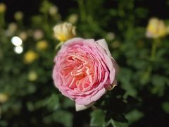 -人民公园(罗湖区)