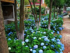 -洪湖湿地生态园