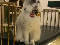 -喵喵咪呀布偶猫咖(春熙路店)
