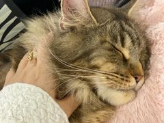-70cat德文卷毛猫·缅因猫纯种猫舍