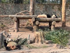 -都江堰中华大熊猫苑