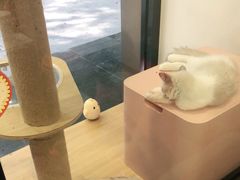 -袖虎宠物·金渐层缅因猫舍(灵芝店)