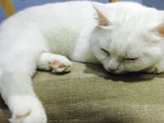 -喵的天空名猫咖啡馆·撸猫·猫舍·用品