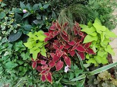-深圳仙湖植物园