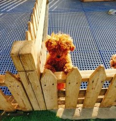 -萌宠亲子动物乐园(槐房万达店)