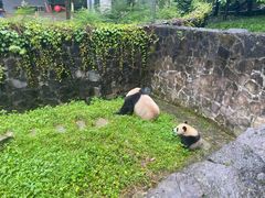 -都江堰中华大熊猫苑