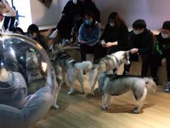 -Husky Go! 哈士奇体验馆·宠物咖啡厅狗咖