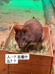 -Zoolung Zoolung动物主题公园(海信广场店)