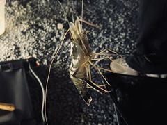 -DGE季风钓虾营地·团建·聚会