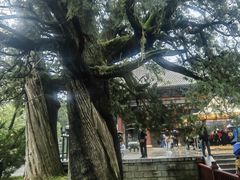 -黄帝陵