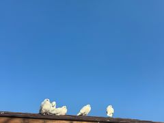 -天津妈祖文化园