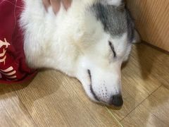 -Husky Go! 哈士奇体验馆·宠物咖啡厅狗咖