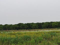 -上海都市菜园