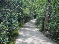 -东莞市大岭山森林公园