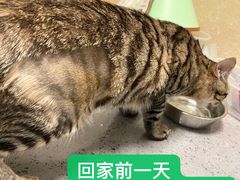 -安安宠医·普外科·内科·心超(佛山同济分院)
