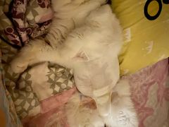 -喜多萌中农锦绣动物医院24H·猫科·牙科MRI·CT