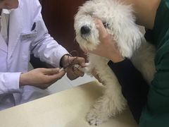 -艾贝尔宠物医院 ·内科全科(梁溪路店)