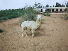 -恩格贝生态旅游区