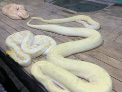 -石家庄市动物园