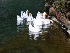 -靖西鹅泉风景区