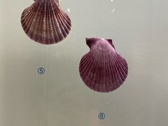 -青岛贝壳博物馆