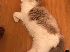 -Bastet sally猫舍购宠(静安店)