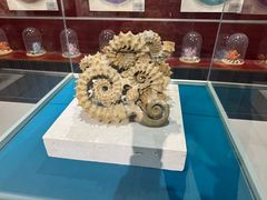 -青岛贝壳博物馆