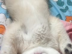 -猫十亿·布偶金渐层·曼基康矮脚猫舍(青年路店)