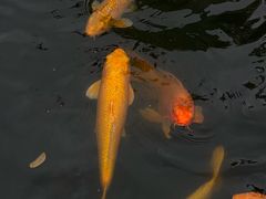 -成飞公园