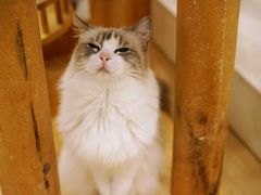 -有喵·猫咖·狗咖·30几只猫10只小狗(岗厦店)